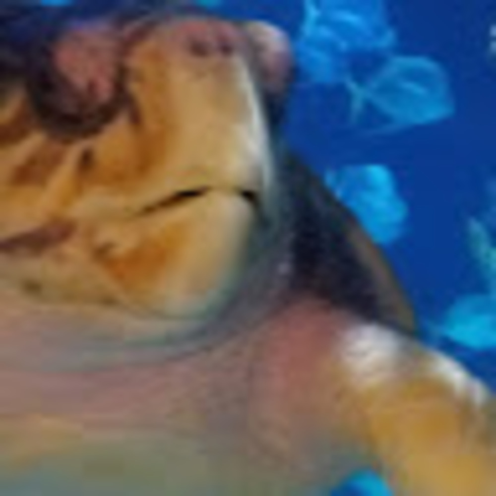 Meet your Posher, Claire